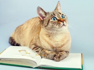 Mitos falsos gatos