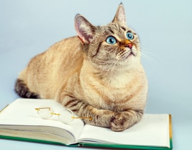 Mitos falsos gatos