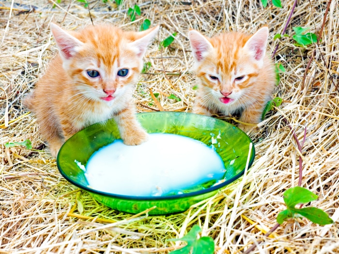 Mitos falsos gatos leche de vaca