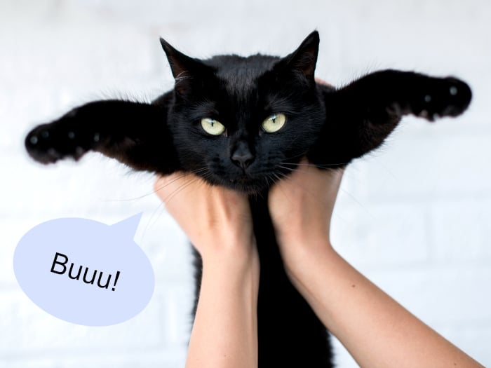 Mitos falsos gatos negros mala suerte