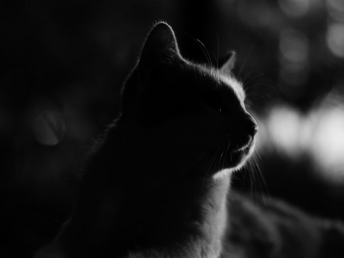 Mitos falsos gatos oscuridad