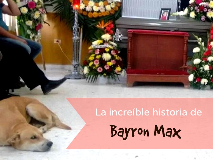 Bayron Max, el perro que recorrió millas y llegó al funeral de su dueña