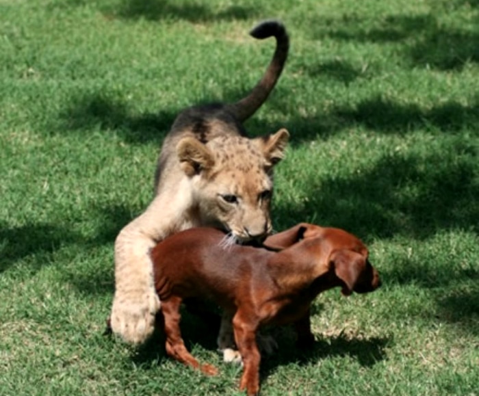 León y perro salchicha amigos cachorros