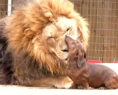 León y perro salchicha amigos