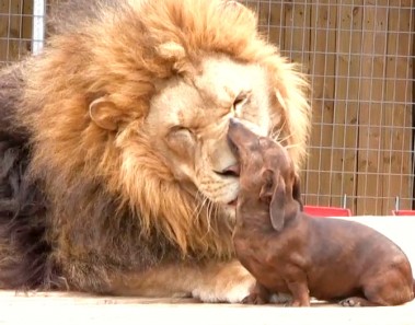 León y perro salchicha amigos