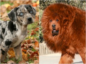 Razas extrañas de perros