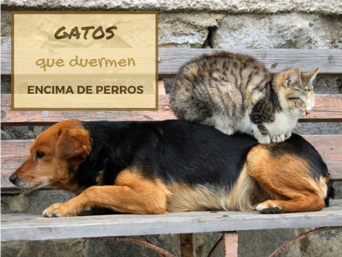 Gatos que duermen encima de perros