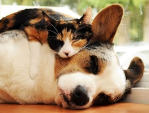 Gato dormido encima de perro