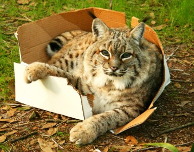 Gatos grandes cajas de cartón