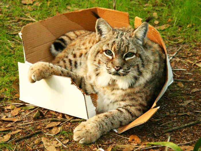Gatos grandes cajas de cartón