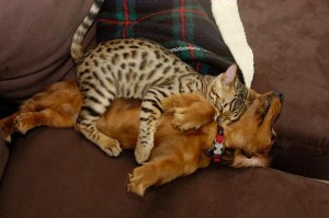 Gato durmiendo encima de perro