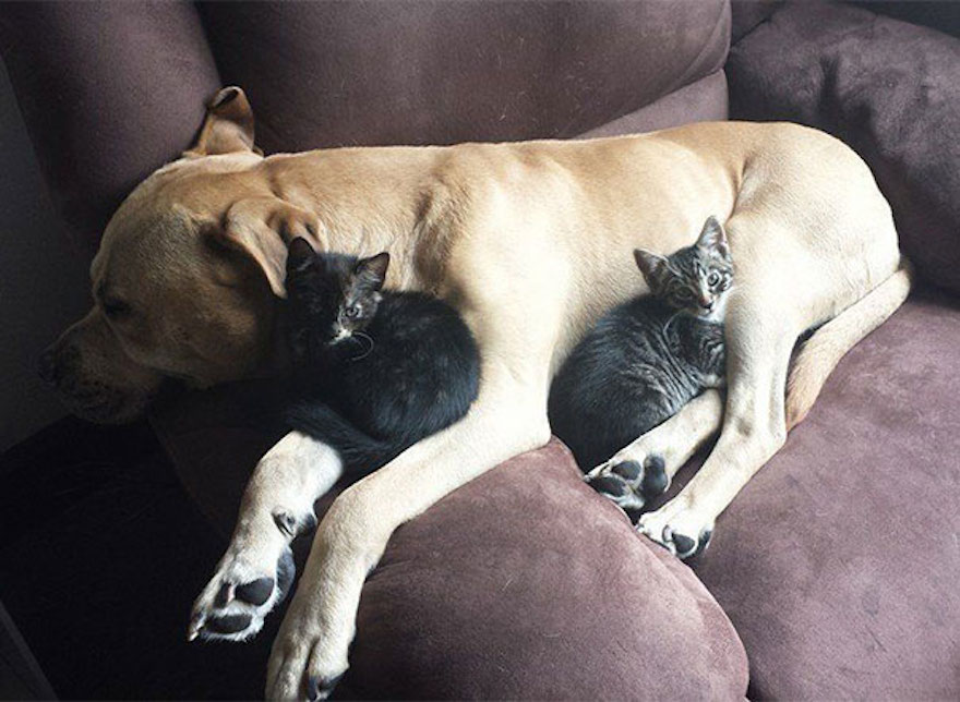 Gatos durmiendo encima de perros
