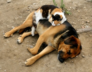 Gato duerme arriba de perro