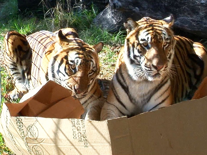 Gatos grandes cajas cartón