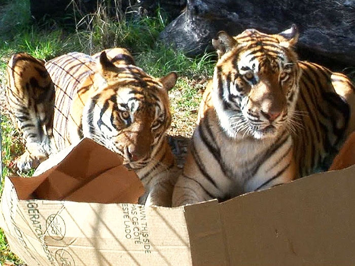 Gatos grandes cajas cartón
