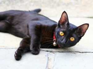 Curiosidades y datos interesantes sobre gatos negros