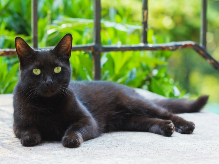 Curiosidades sobre los Gatos Negros