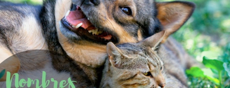 Nombres raros diferentes y originales para mascotas