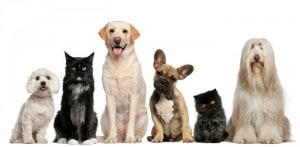 Nombres diferentes para animales de compañía