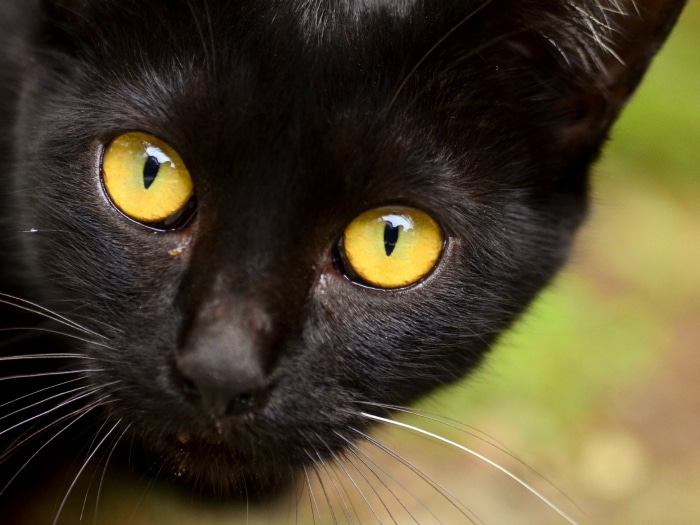 Curiosidades sobre gatos negros