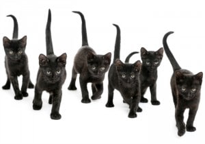 Curiosidades sobre los gatos negros