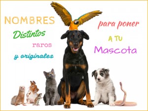 Nombres extraños y diferentes para mascotas