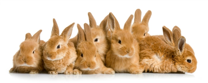 group of bunnies in front of a white background