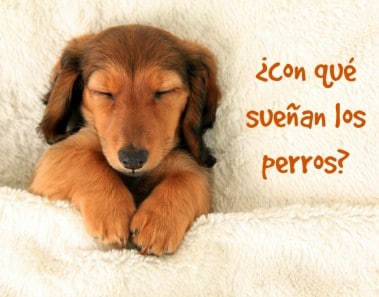 Con qué sueñan los perros