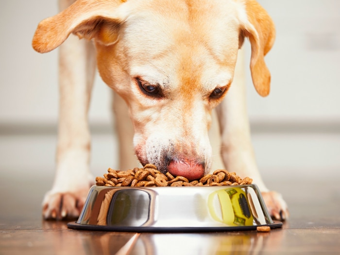Los 10 mejores piensos sin cereales para tu perro 