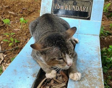 Gata vive y no se separa de la tumba de su humana