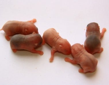 Hamsters comen crias motivos