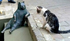 Gato estambul meme sentado