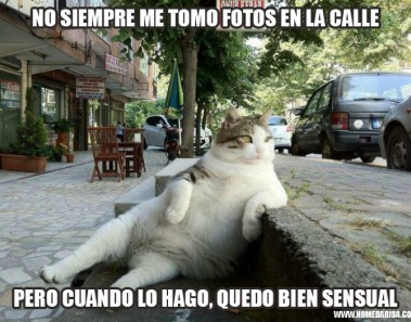 Gato memes sentado famoso estambul estatua