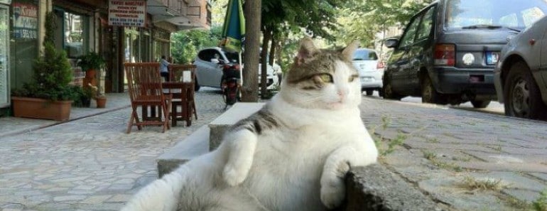 Gato memes sentado famoso estambul estatua