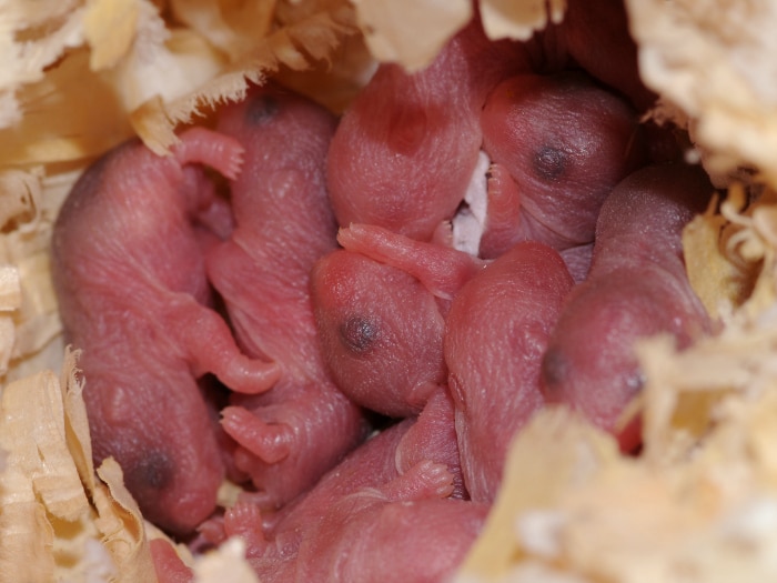 Hamsters pueden comer a sus crías