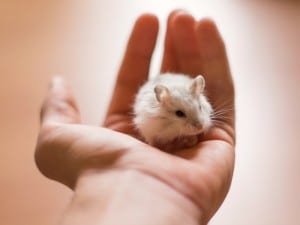 Hamsters comen crías