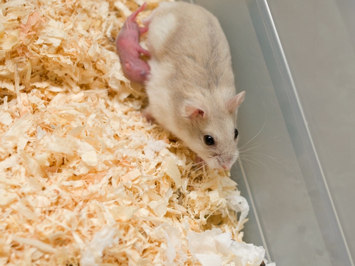 Por qué los hamsters se comen a sus crías