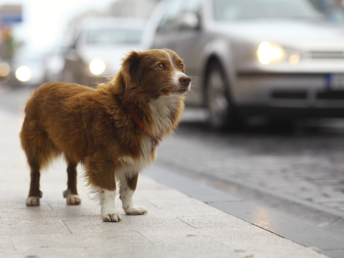 España multará hasta con 30.000 euros abandono y maltrato de perros