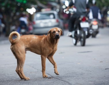 Sanciones españa abandono y maltrato perros y gatos