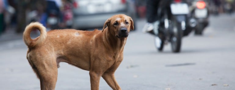 Sanciones españa abandono y maltrato perros y gatos
