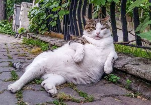 Gato famoso estambul estatua