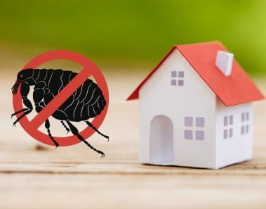 Adiós pulgas en casa