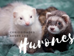 curiosidades y datos sobre hurones
