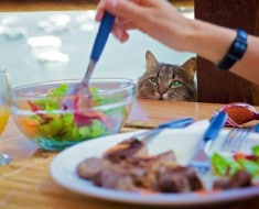 Alimentos daÃ±inos o malos para gatos