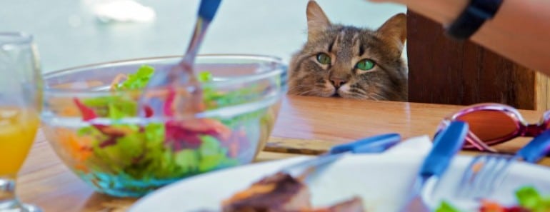 Alimentos dañinos o malos para gatos