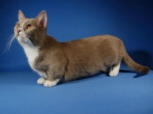 Munchkin gatos