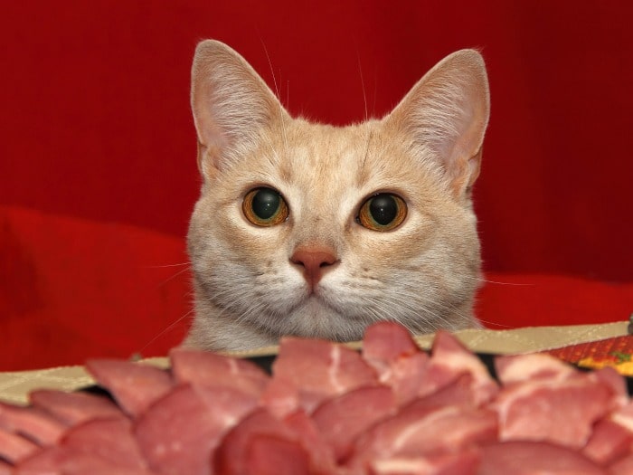 Los gatos pueden comer comida de perro