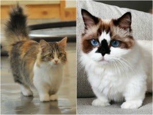 Munchkin gatos raza