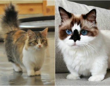 Munchkin gatos raza