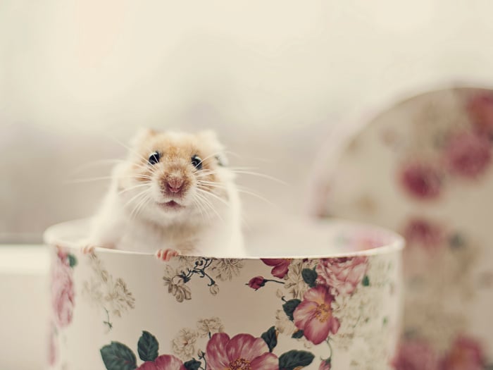 curiosidades sobre los hamsters